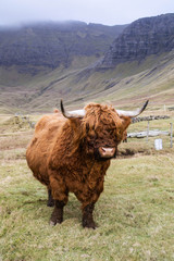 Animal or wildlife concept. View of the beautiful brown hairy Highland cattle cow standing in the grass under the mountains in Faroe Islands, Europe