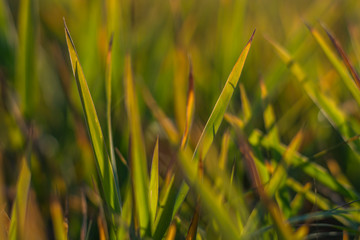 Abstract leaves of grass with defocused background lit by setting sun.