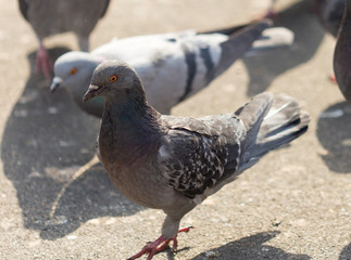Many pigeons are eating food