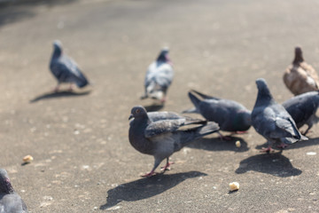 Fototapeta premium Many pigeons are eating food