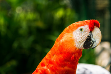 Close up of colorful macaw ara parrot in the jungle forest on a sunny day