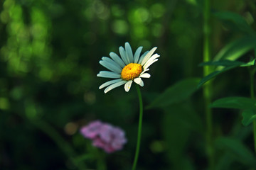 yellow daisy flower