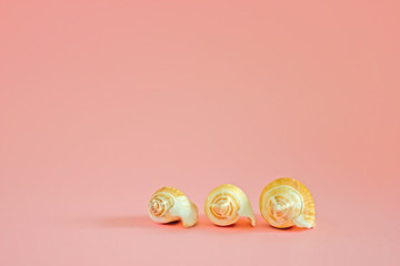 Three seashells on a pink monophonic background. Copy space