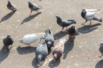 Many pigeons are eating food