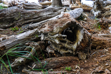 Giant Logs on a Remote Ocean Shore in Olympic National Park.