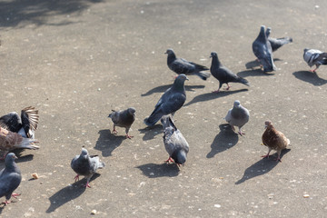 Fototapeta premium Many pigeons are eating food