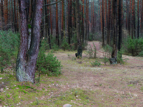dark dense pine forest. tree trunks and shrubs © makam1969