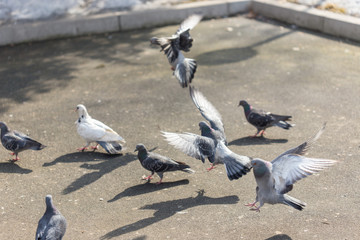 Many pigeons are eating food