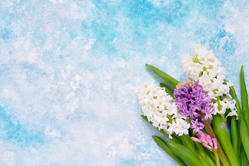 Colorful hyacinth flowers border on light blue background. Top view, copy space.. Greeting card