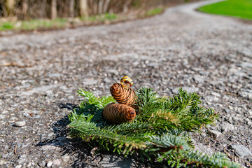 Snale on a pine cone