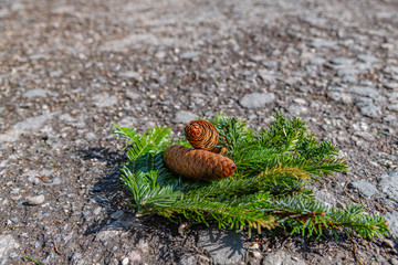 Decoration with pine and pine cone