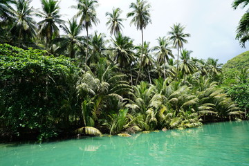 View of the beautiful jungle along a river near Kawasan Falls, Cebu, Philippines