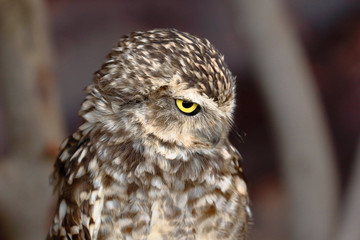Lechuza de arenal (Athene cunicularia)