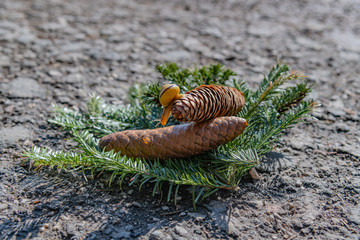 Snale on a pine cone