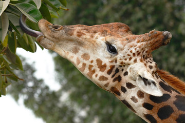 Jirafa (Giraffa reticulata)