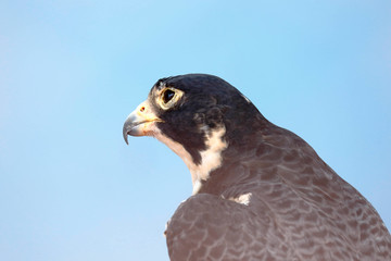 Halcón Peregrino (Falco peregrinus)