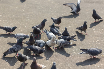 Fototapeta premium Many pigeons are eating food