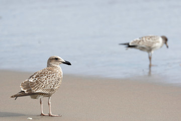 Gaviota cocinera (Larus dominicanus)