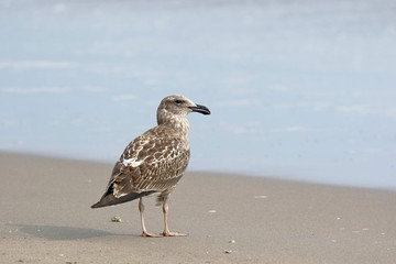 Gaviota cocinera (Larus dominicanus)