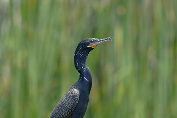 Cormorán neotropical (Nannopterum brasilianus)