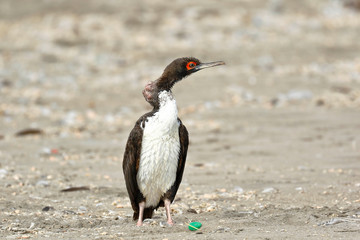 Cormorán guanay (Leucocarbo bougainvillii)