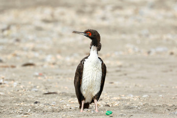 Cormorán guanay (Leucocarbo bougainvillii)
