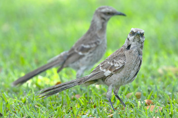 Chisco (Mimus longicaudatus)