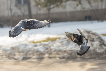Many pigeons are eating food