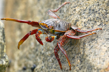 Cangrejo de las rocas (Grapsus grapsus)