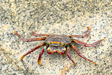 Cangrejo de las rocas (Grapsus grapsus)