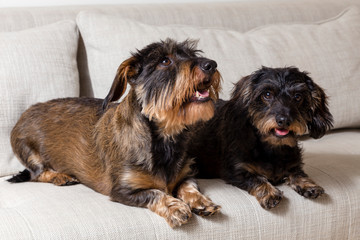 Cute pair of wire-haired black and tan dachshunds lounging on beige couch, one looking up and the other staring ahead