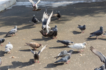 Fototapeta premium Many pigeons are eating food