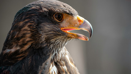 Harrys Hawk Wüstenbussard Portrait