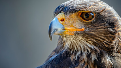 Wüstenbussard Portrait