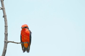 Turtupilín (Pyrocephalus rubinus)