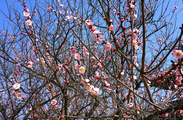 Pink flower blooms of the Japanese ume apricot tree, prunus mume, in winter in Miyajama, Japan