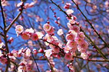 Pink flower blooms of the Japanese ume apricot tree, prunus mume, in winter in Miyajama, Japan