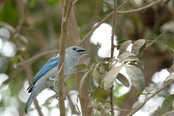 Tangara azulada (Thraupis episcopus)