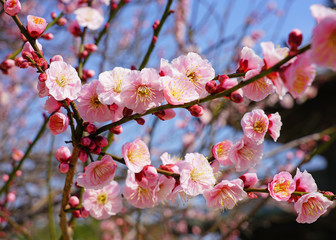 Pink flower blooms of the Japanese ume apricot tree, prunus mume, in winter in Miyajama, Japan