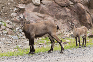 Naklejka na ściany i meble Female alpine ibex staring and young juvenile standing behind her