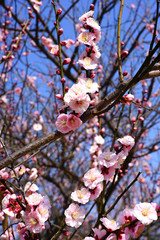 Pink flower blooms of the Japanese ume apricot tree, prunus mume, in winter in Miyajama, Japan
