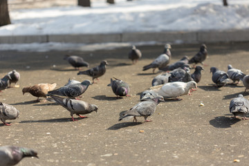Many pigeons are eating food