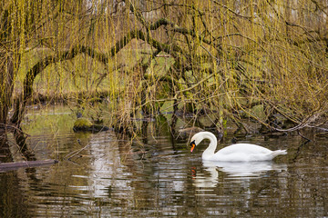 alone white swan in pond under tree in the park in Copenhagen in Denmark