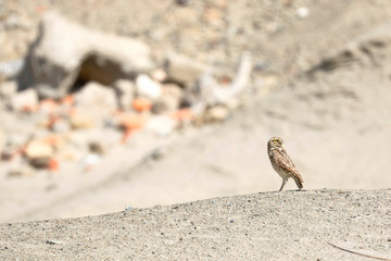 Lechuza de arenal (Athene cunicularia)