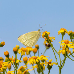Schmetterling Weißling