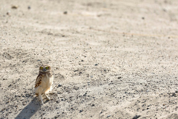 Lechuza de arenal (Athene cunicularia)