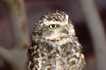 Lechuza de arenal (Athene cunicularia)