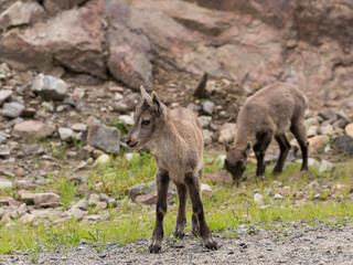 Naklejka na ściany i meble Alpine ibex young standing and looking sideways, with another one grazing in soft focus background