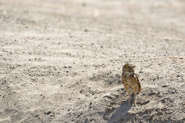 Lechuza de arenal (Athene cunicularia)