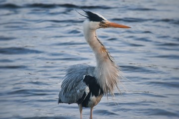 great blue heron in water